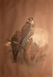 Saker Falcon (Falco sacer), 1856-67